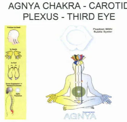 Figure 7: The Agnya chakra