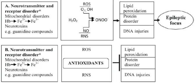Figure 2.1 The possible anti-convulsant effects of antioxidants (Patil et al, 2011).  