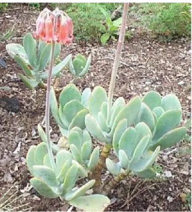 Figure 2.2 Cotyledon orbiculata plant (South African National Biodiversity Institute)