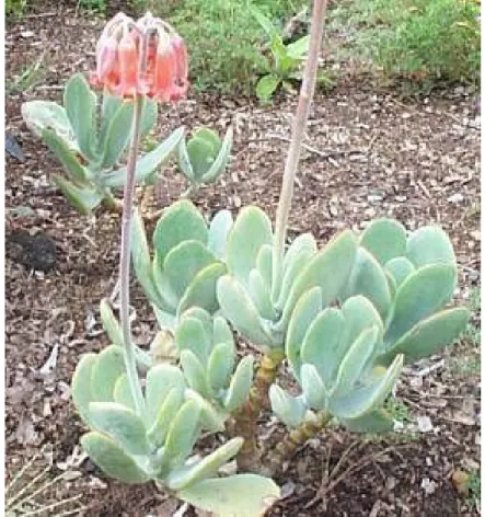 Figure 3.1 The flowering plant of Cotyledon orbiculata. 
