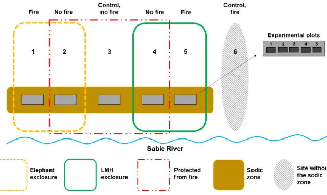 Figure  A1:  Graphical  representation  of  the  six  herbivore-fire  treatments  within  the  Nkuhlu  exclosures