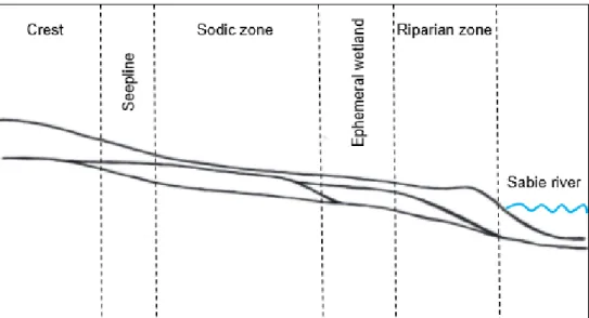 Figure 9: Schematic representation of the granitic catena present within the Nkuhlu  exclosures indicating the varying terrain morphology (Adapted from Alard, 2009)