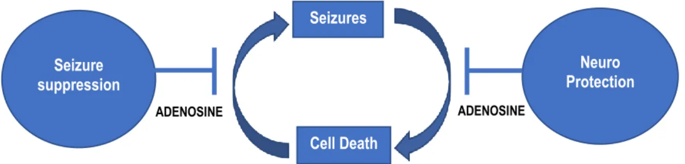 Figure 2-8: Seizure suppression and neuroprotection functions of adenosine. Adpated from (Boison, 2005)