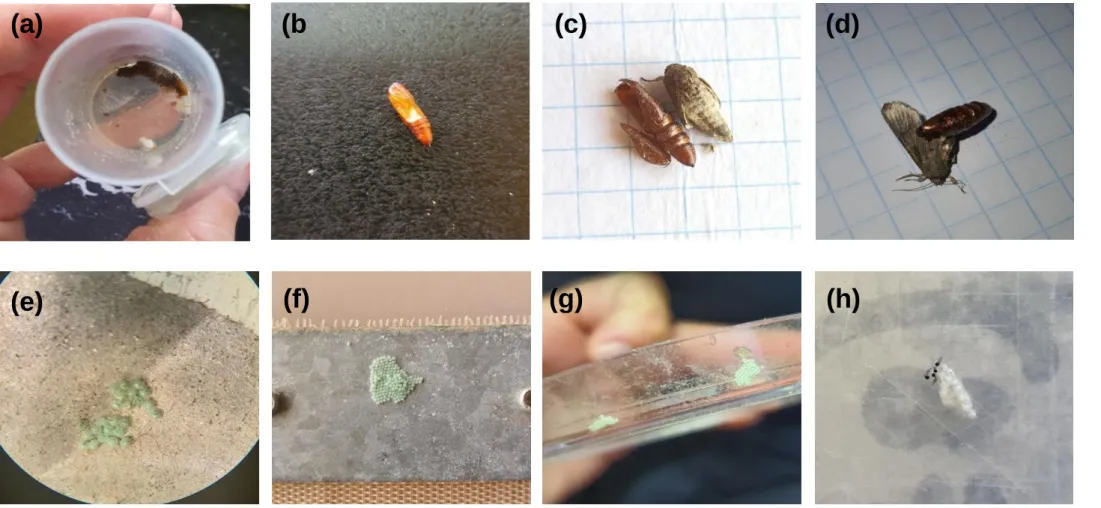 Figure 2.3. (a) Pre-pupae from MON89034 after failure to pupate, (b) one-day old pupa on MON810 showing signs of damage, (c)  due to malformation observed in many pupae, MON89034 moths struggled to emerge from pupal casing and damaged wings, (d)  moth from