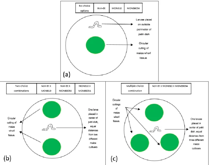 Figure  3.1.  Diagrams illustrating  the  experimental  set-up  of  (a)  no-choice  tests,  (b)  two-choice tests and (c) multiple-choice tests