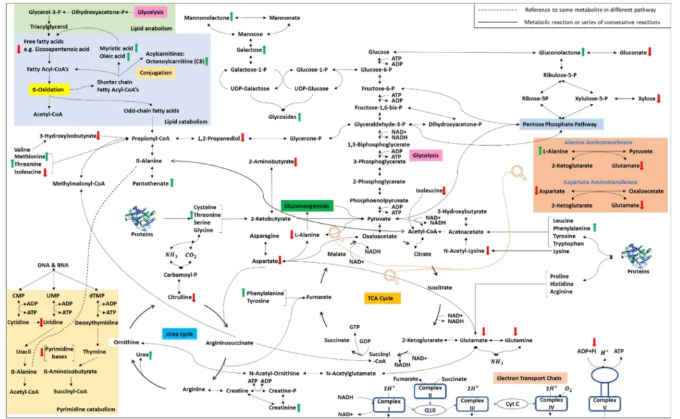 Figure 4.8: Metabolic map of D. rerio metabolic response during anaesthesia  