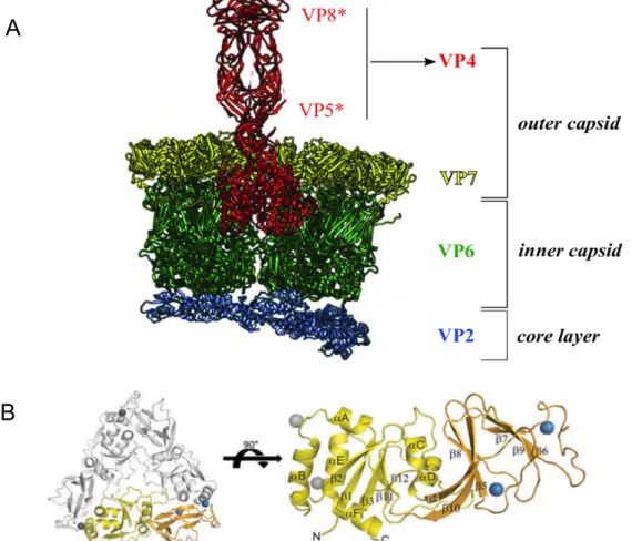 Figure 4: Interaction of rotavirus structural proteins. A: VP4 shown to be divided into VP8* 