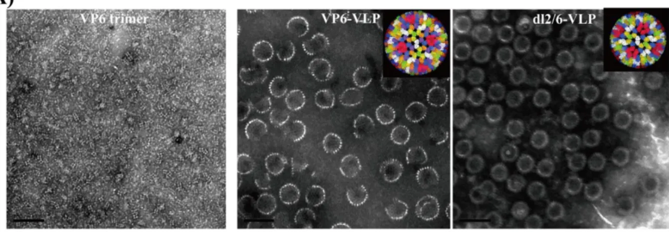 Figure  10:  Transmission  electron  micrographs  of  VP6  trimers,  VP6  particles,  and  VP2/VP6 DLPs produced in bacteria (Li et al., 2014)