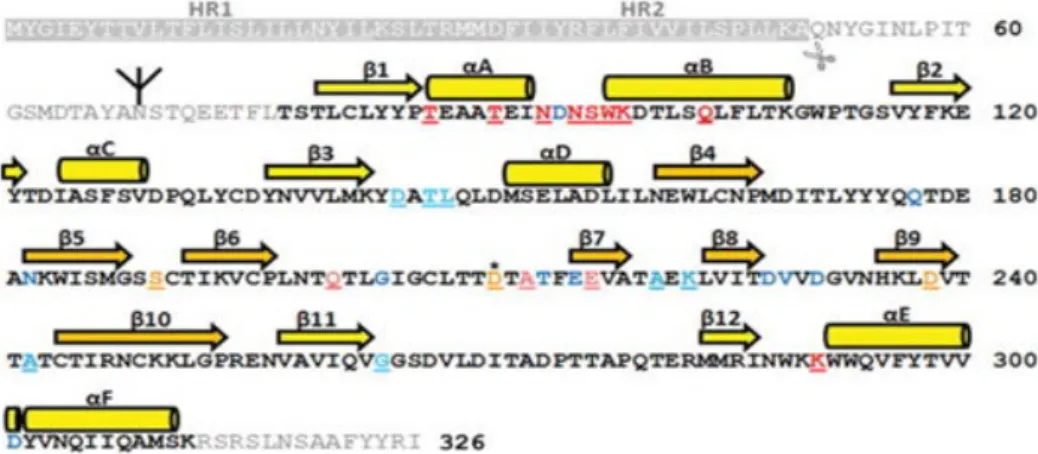 Figure  13:  Amino  acid  sequence  of  rhesus  rotavirus  VP7.  Alpha-helices  and  beta- beta-strands  are  shown  as  cylinders  and  arrows,  respectively