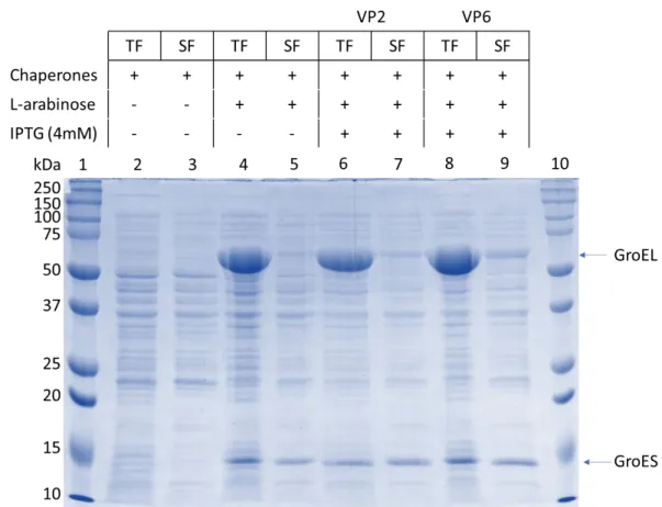 Figure 16: SDS-PAGE analysis of VP2 and VP6 in Origami cells with GroEL/GroES  chaperones
