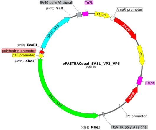 Figure 21: Map of pFASTBACdual_SA11_VP2_VP6. The ORF encoding SA11_VP2  (Green) under the p10 promoter using Xho I and Nhe I and SA11_VP6 (Cyan) under the  polyhedrin promoter using EcoR I and Sal I