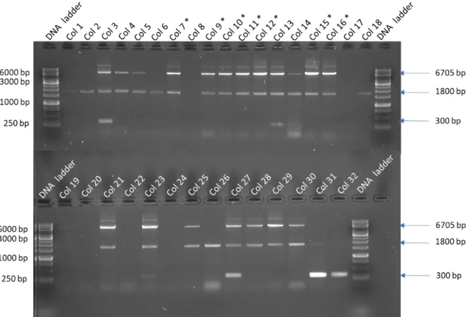 Figure 26: Agarose gel electrophoresis of recombinant SA 11 VP2/VP6 bacmid  PCR amplicon to confirm transposition of expression cassette from donor pFBd  plasmid into respective bacmid DNA
