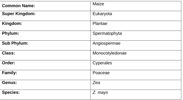 Table 1.3 The following table contain the classification of maize (CABI, 2017) 