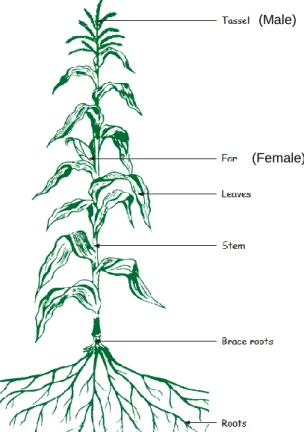 Figure 1.2 The basic morphology of a mature maize plant (Du Plessis, 2003). 