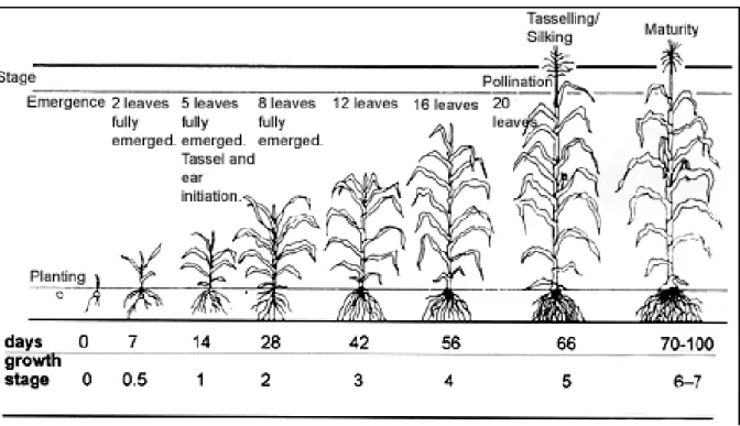 Figure 1.3 The growth stages of maize from planting to physiological maturity (Beckingham,  2007)