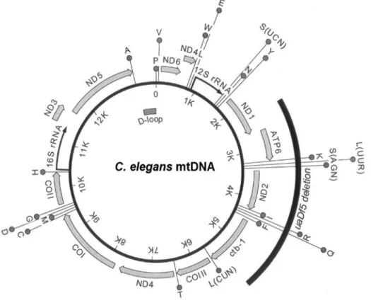 Figure 1.6The gene-map of C. elegans mtDNA (Lemire, 2005) 