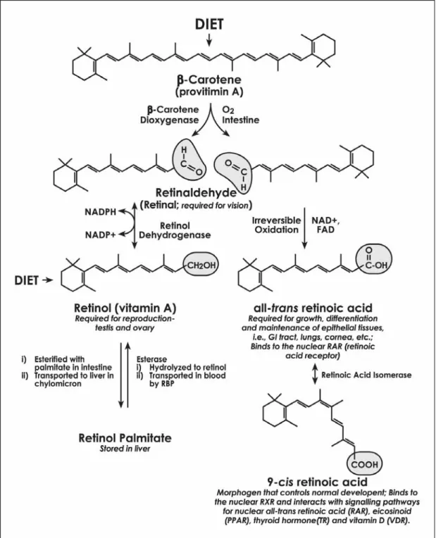 Figure 2.1 Diagramme of vitamin A metabolism and function