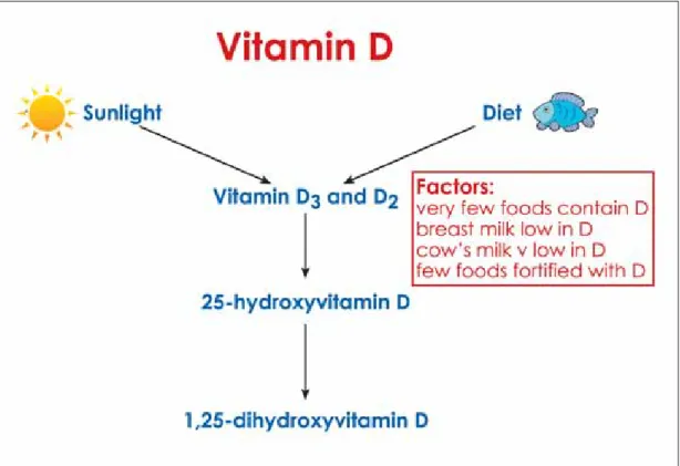 Figure 3.1 The metabolism of vitamin D, indicating sources and pathway of activation 