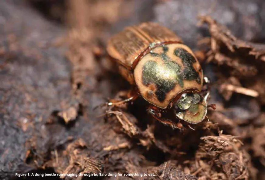 Figure 1: A dung beetle rummaging through buffalo dung for something to eat.