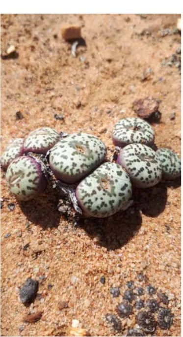 Figure 1. The highly poached and targeted Conophytum  succulent plant species.