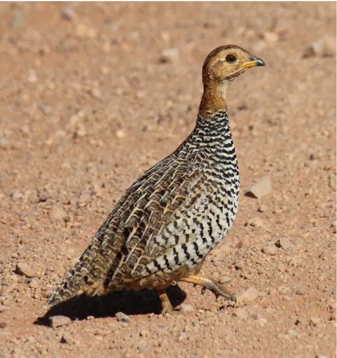 Figure 1: Coqui francolin male, Gauteng Province. Photographer c  I McCutcheon. Record 27539 in the BirdPix section of the ADU Virtual Museum