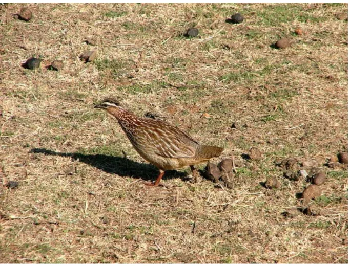 Figure 5: Crested francolin, North-West Province. Photographer c  D Kennedy. Record 5159 in the BirdPix section of the ADU Virtual Museum