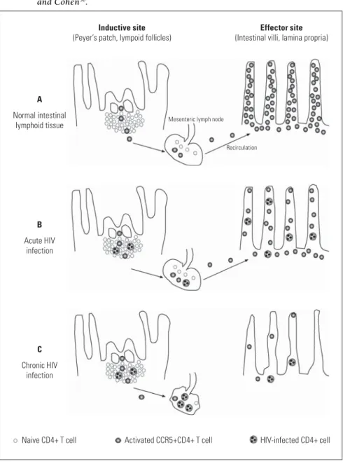 Figure 1:  Anatomical arrangement of the inductive site of normal immune responses in  Peyer’s patches and lymphoid follicles in GALT and CD4+ T cell distribution  in the lamina propria upon HIV infection (adapted from Veazey & Lackner 49 and Cohen 50 