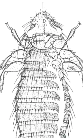 Fig .  7  .- Plegadiphilus  threskiornis  sp.  no  I&#34;.  'i' . 
