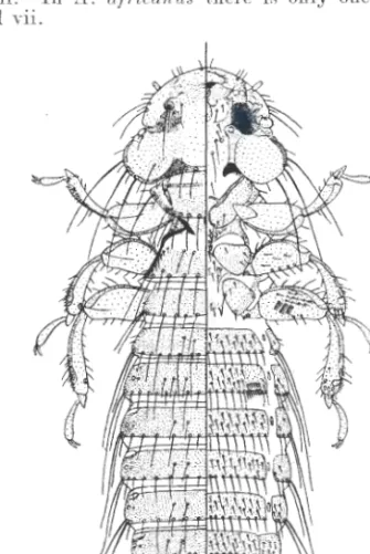 Fig.  10.-Uicorviph-ilns  ajricanus  sp.  nov.  o. 