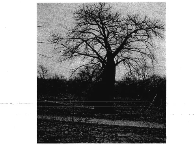 Figure 3-4: Adansonia digitata, a typical tree in the study area