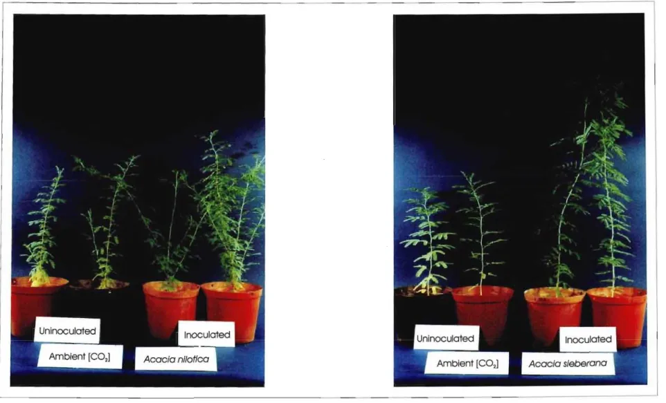Figure 2.1. Visual differences between Acacia nilotica and Acacia sieberana grown under ambient conditions, either inoculated or uninoculated with rhizobium root nodule bacteria