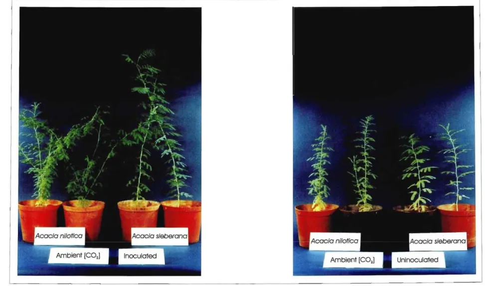 Figure 2.2. The differences between plants grown under ambient CO 2 conditions when inoculated and uninoculated in both Acacia nilotica and Acacia sieberana .