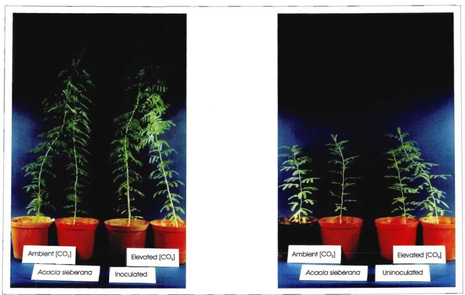 Figure 2.4 . The differences between Acacia sieberana inoculated and uninoculated plants grown under elevated and ambient CO 2