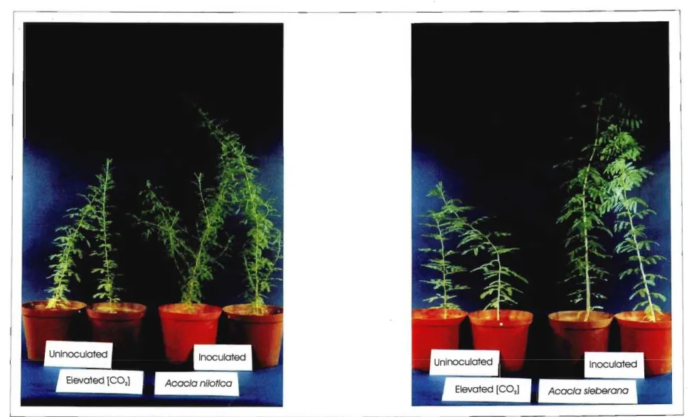 Figure 2.5. Visual differences between Acacia nilotica and Acacia sieberana grown under elevated CO 2 conditions, either inoculated or uninoculated with rhizobium sp