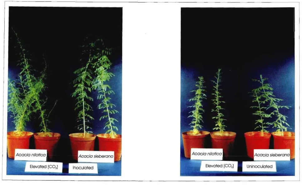 Figure 2.6. Visual differences between plants grown under elevated CO 2 conditions when inoculated and uninoculated in both Acacia