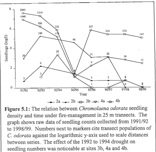 Figure 5.1: The relation between Chromolaena odorata seedling density and time under fire-management in 25 m transects