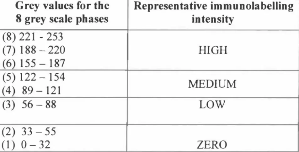Figure 2.1  Grey scales for immunolabelling intensity 