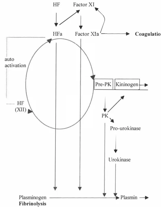Figure 1.4  Contact activation cascade 