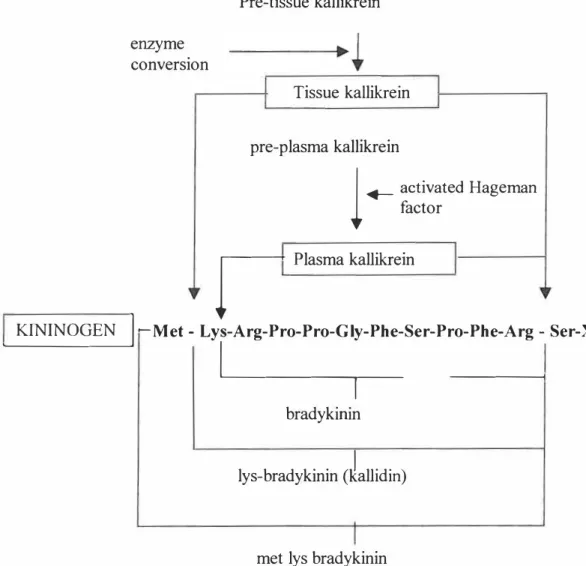 Figure 1.5  Cleavage sites on kininogen molecule for the release of kin ins 