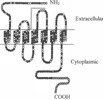 Figure 1.9  Structure of the kin in receptors  (NH2, amino terminal; COOH, carboxy terminal) 