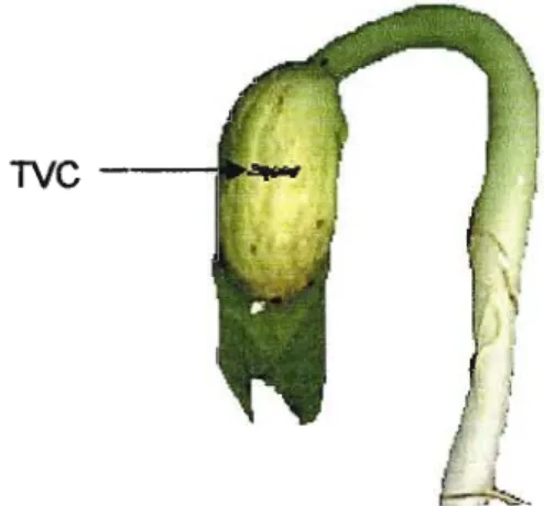 Figure 1.1. Transverse cotyledonal cracking in green bean seedling two days after emergence (Author's specimen).