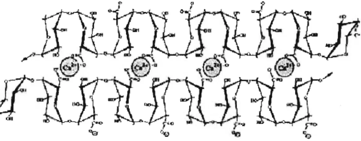 Figure 1.5. Calcium cross linkages (spheres) joining adjacent galacturonic acid molecules.