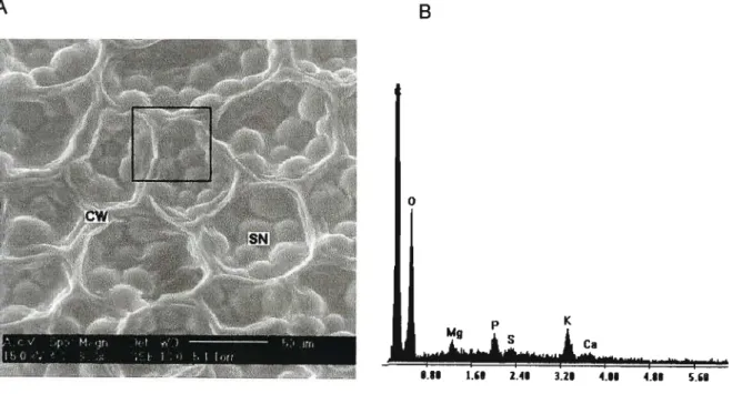 Figure 2.1. Electron micrograph (A) and EDAX spectrum (8) from EDAX analysis of Phaseo/us vulgaris L