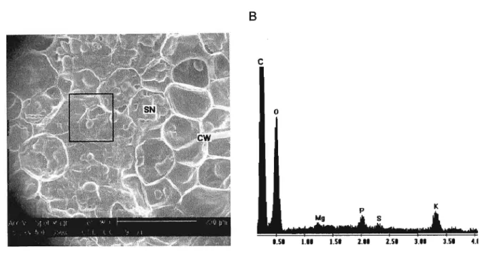 Figure 2.2. Electron micrograph (A) and EDAX spectrum (8) from Phaseolus vUlgaris L. cv.