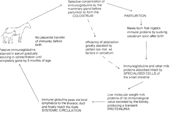 Figure 1.2 Pathway of transfer of maternal immunity to the foal (Jeffcott, 1974a )