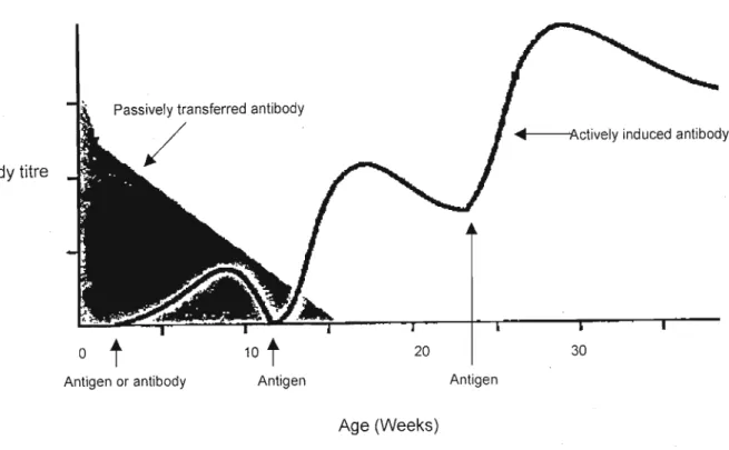 Figure 1.10 The levels of serum antibody (degree of protection) conferred by active and passive methods of immunisation (Tizard, 2000)