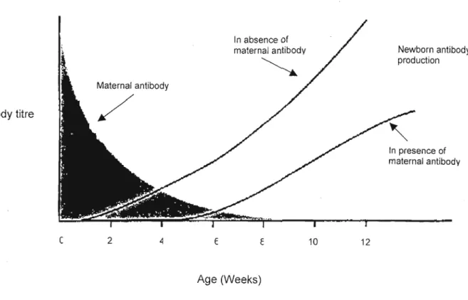 Figure 1.12 The presence of maternal antibody in a newborn effectively delays the onset of immunoglobulin synthesis through a negative feedback process (Tizard , 2000).