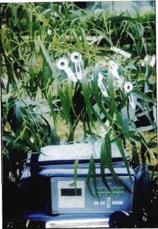 Figure 4.1 "Plant Efficiency Analyser" (PEA) with leaf-clips in place on E. nitens grafts in shadehouse in Experiment 1.