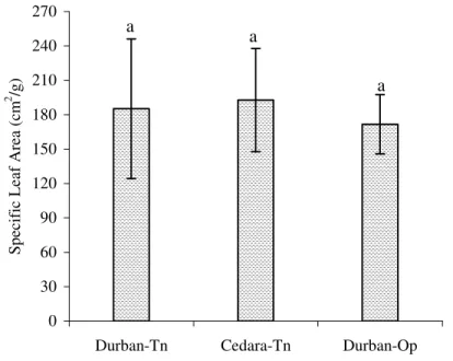 Figure 3.2:  Specific Leaf Area of plants grown in the tunnel at Cedara and in   Durban (same letters indicate no significant difference and bars represent mean + 1 S.E.)