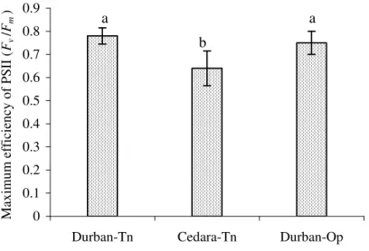 Figure 3.4:  Measure of the potential quantum efficiency of plants grown in the tunnel at  Cedara and in Durban (different letters indicate a significant difference and bars represent 